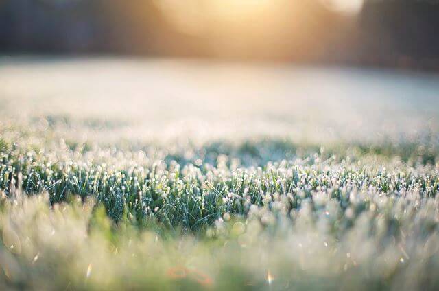 Frost on grass seedlings
