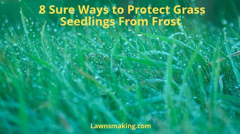 How to protect grass seedlings from frost