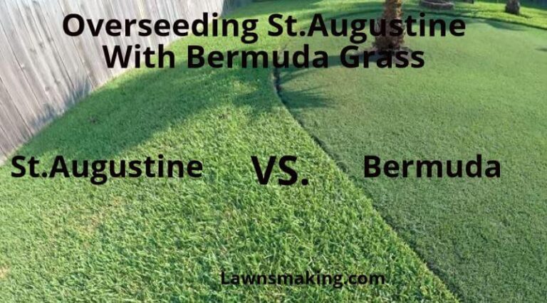 Overseeding St. Augustine Vs. Bermuda