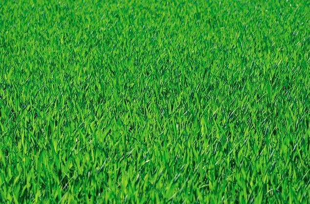 Meadow lawn grass