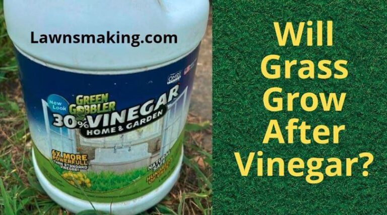 Will grass grow back after vinegar