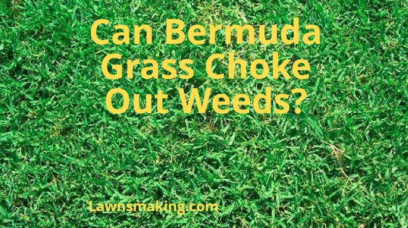 Can Bermuda grass choke out weeds