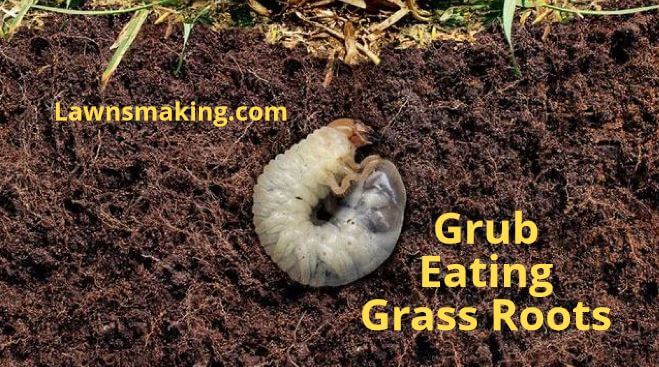 Grub eating lawn grass roots