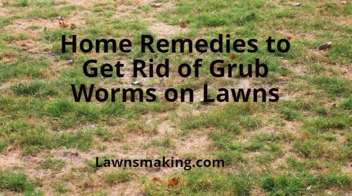 Effective home remedies to get rid of grub worms on lawns naturally