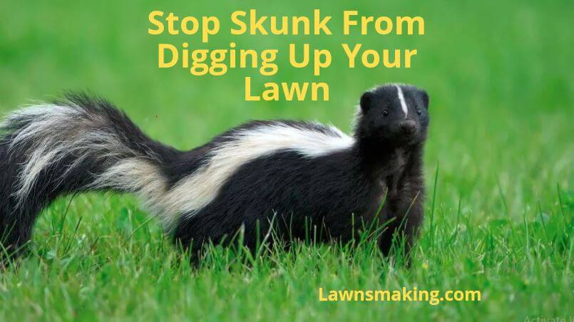 How to stop skunk from digging up lawn