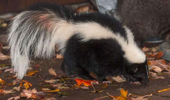 how to stop skunk from digging up lawn