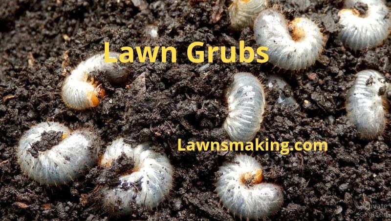 What do grubs do to your lawn