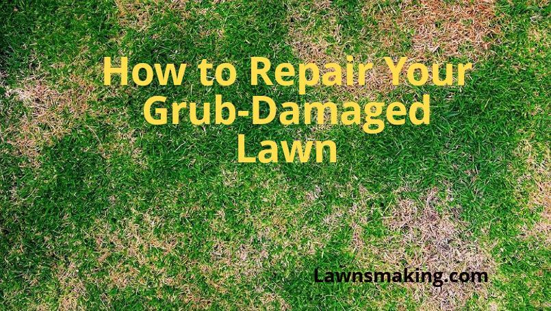 Will grub damaged lawn grow back