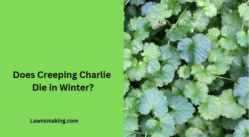 Does creeping charlie die in winter
