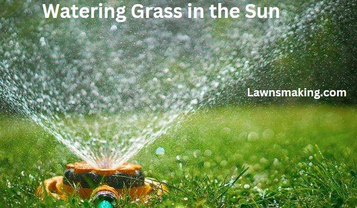 Does watering grass in the sun burn it