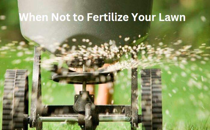 When not to apply lawn fertilizer