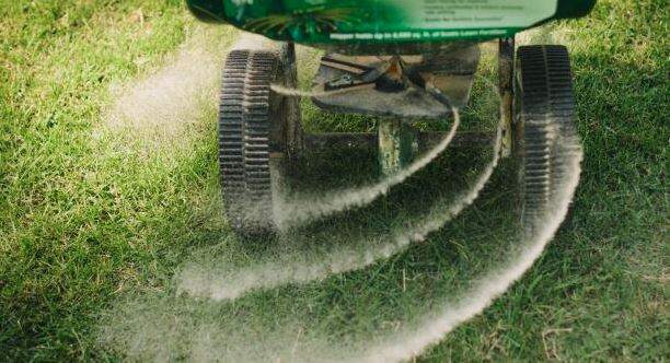 When not to apply lawn fertilizer