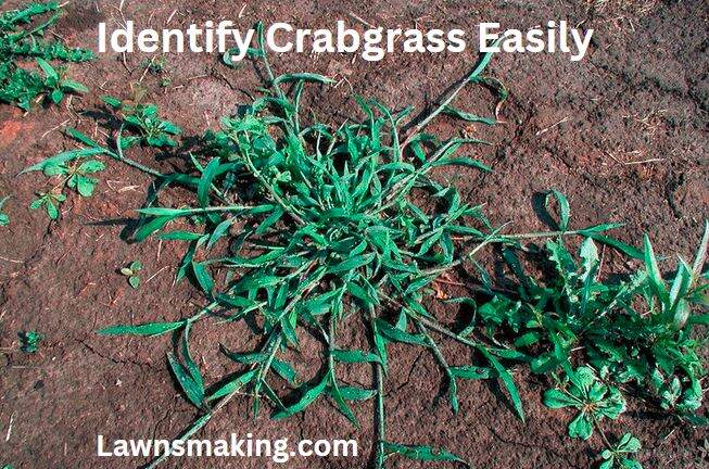Crabgrass identification