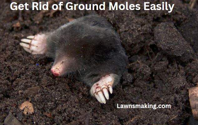 How to get rid of ground moles with dawn soap
