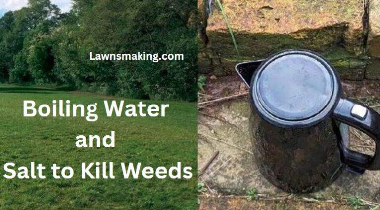 How to kill weeds with boiling water and salt