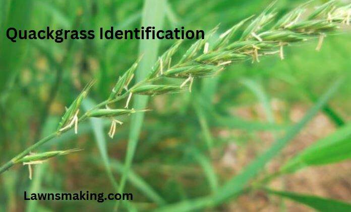Quackgrass identification