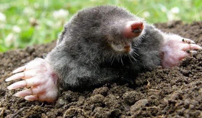 Ground mole