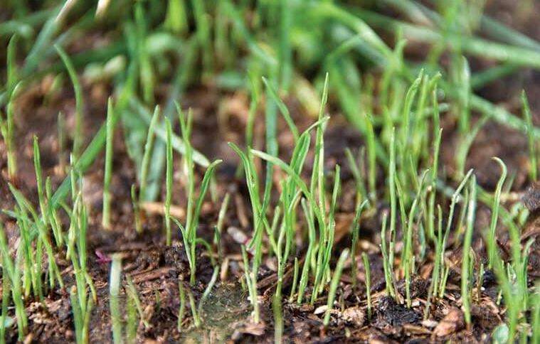 Will grass seeds grow if just thrown on ground