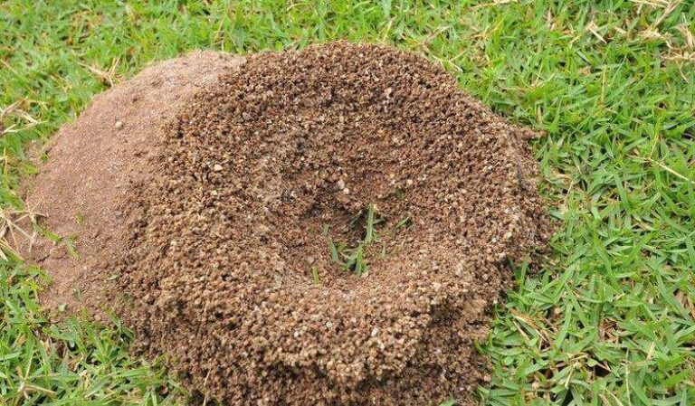 how to get rid of ant hills without killing grass
